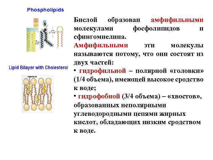 Бислой образован амфифильными молекулами фосфолипидов и сфингомиелина. Амфифильными эти молекулы называются потому, что они