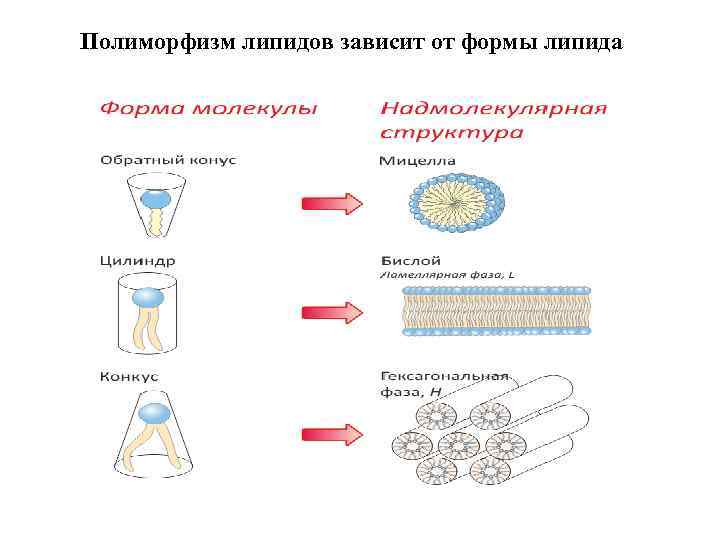 Полиморфизм липидов зависит от формы липида 