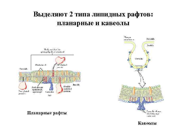 Выделяют 2 типа липидных рафтов: планарные и кавеолы Планарные рафты Кавеолы 