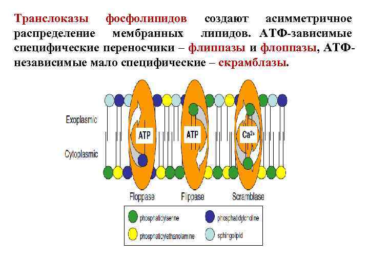 Транслоказы фосфолипидов создают асимметричное распределение мембранных липидов. АТФ-зависимые специфические переносчики – флиппазы и флоппазы,