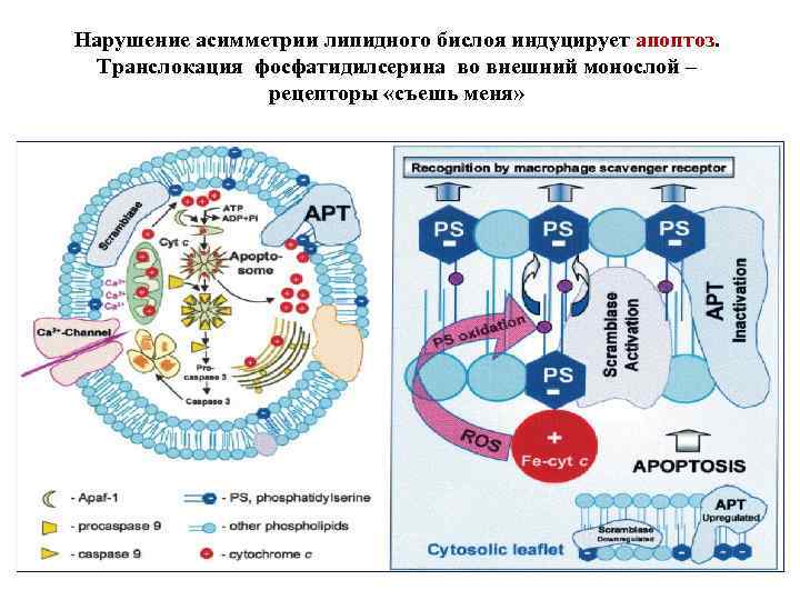 Нарушение асимметрии липидного бислоя индуцирует апоптоз. Транслокация фосфатидилсерина во внешний монослой – рецепторы «съешь