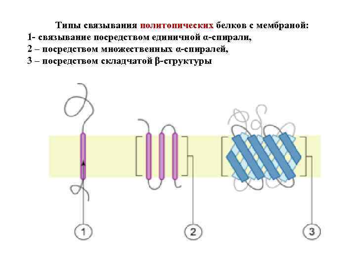 Типы связывания политопических белков с мембраной: 1 - связывание посредством единичной α-спирали, 2 –