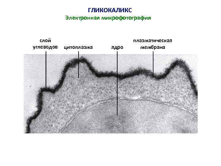 ГЛИКОКАЛИКС Электронная микрофотография слой углеводов цитоплазма ядро плазматическая мембрана 