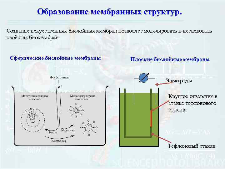 Образование мембранных структур. Создание искусственных бислойных мембран позволяет моделировать и исследовать свойства биомембран Сферические