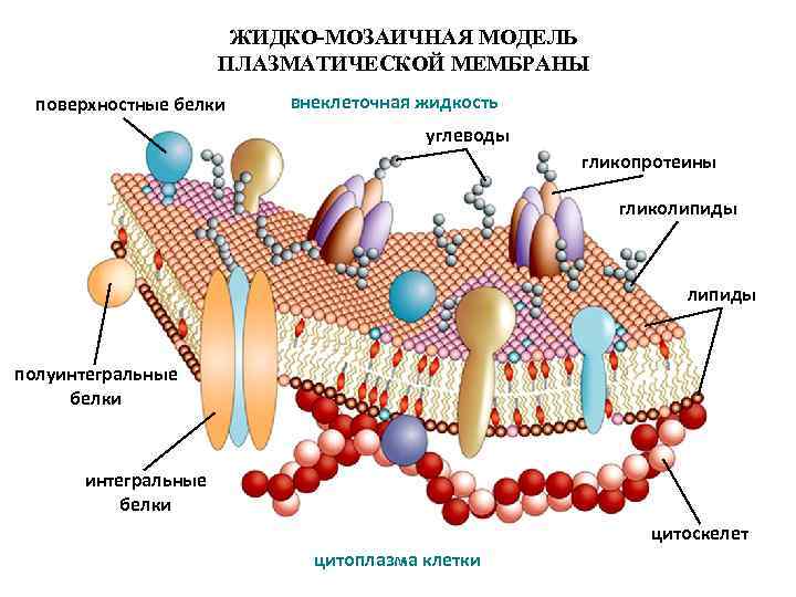 ЖИДКО-МОЗАИЧНАЯ МОДЕЛЬ ПЛАЗМАТИЧЕСКОЙ МЕМБРАНЫ поверхностные белки внеклеточная жидкость углеводы гликопротеины гликолипиды полуинтегральные белки цитоскелет