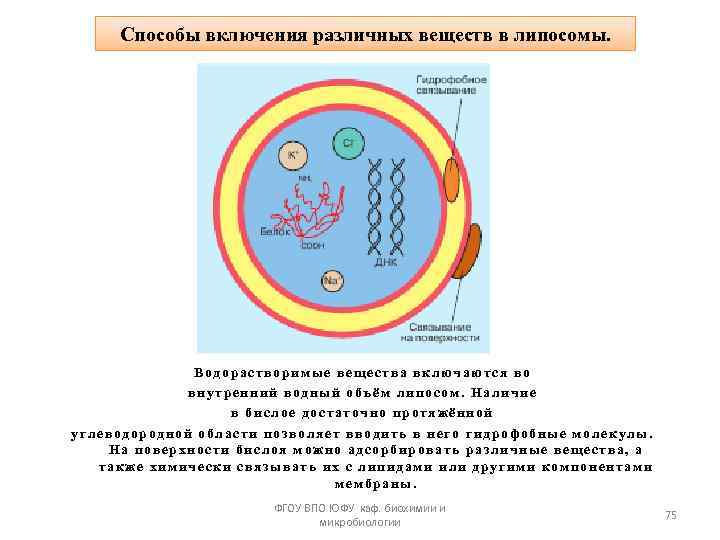 Способы включения различных веществ в липосомы. Водорастворимые вещества включаются во внутренний водный объём липосом.