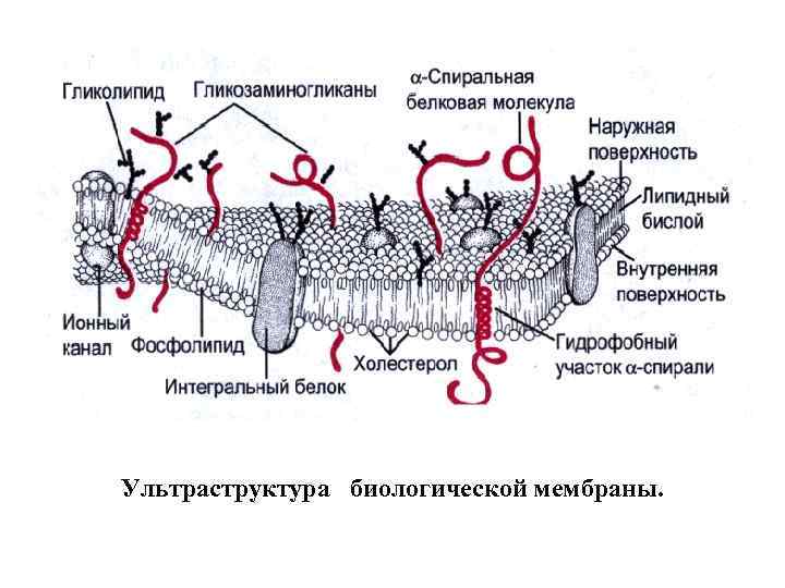 Ультраструктура биологической мембраны. 