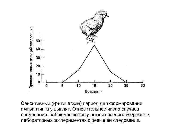 Сенситивный (критический) период для формирования импринтинга у цыплят. Относительное число случаев следования, наблюдавшееся у