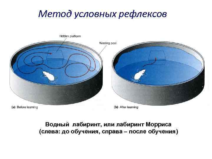 Метод условных рефлексов Водный лабиринт, или лабиринт Морриса (слева: до обучения, справа – после