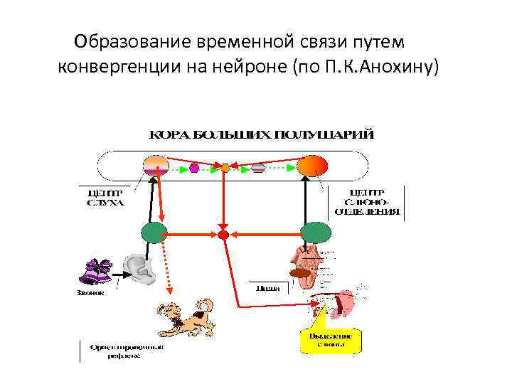 Образование временной связи путем конвергенции на нейроне (по П. К. Анохину) 