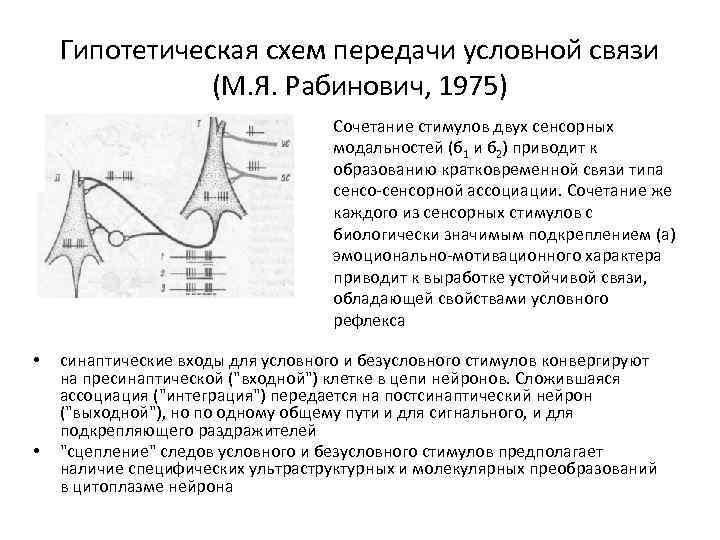 Гипотетическая схем передачи условной связи (М. Я. Рабинович, 1975) Сочетание стимулов двух сенсорных модальностей