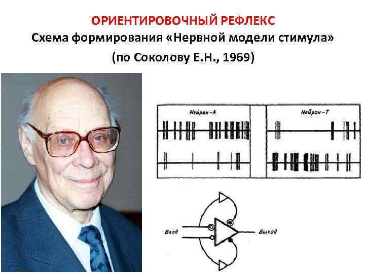 ОРИЕНТИРОВОЧНЫЙ РЕФЛЕКС Схема формирования «Нервной модели стимула» (по Соколову Е. Н. , 1969) 
