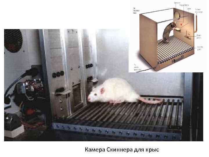 Камера Скиннера для крыс 