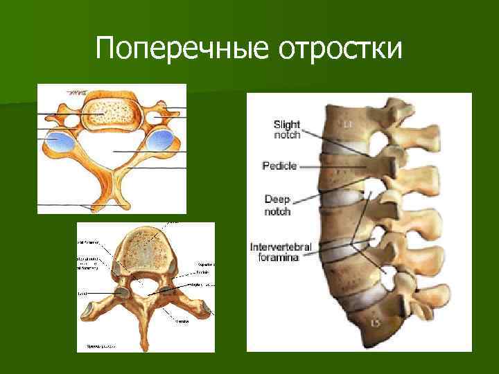 Поперечные отростки 