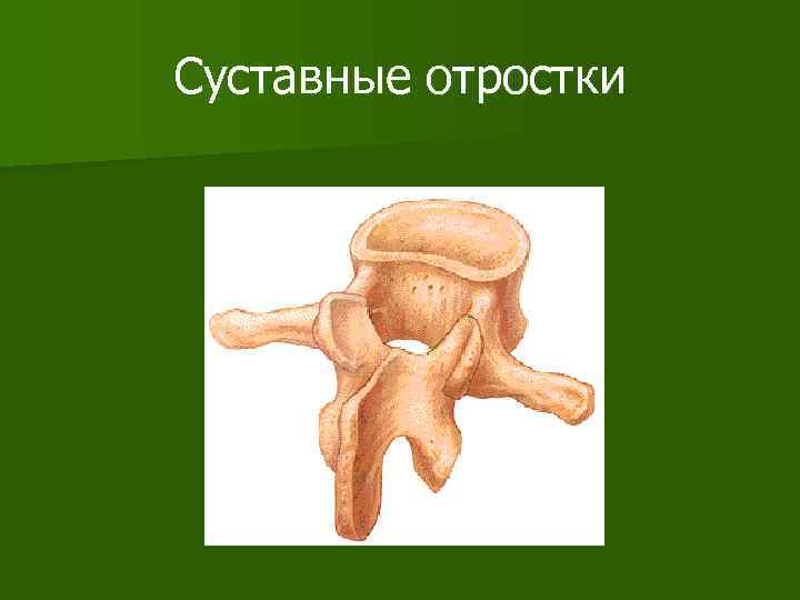 Суставные отростки 