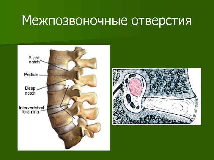 Межпозвоночные отверстия 