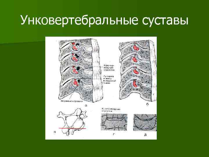 Унковертебральные суставы 