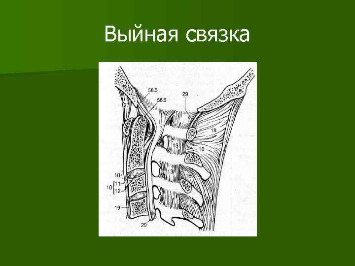 Выйная связка 