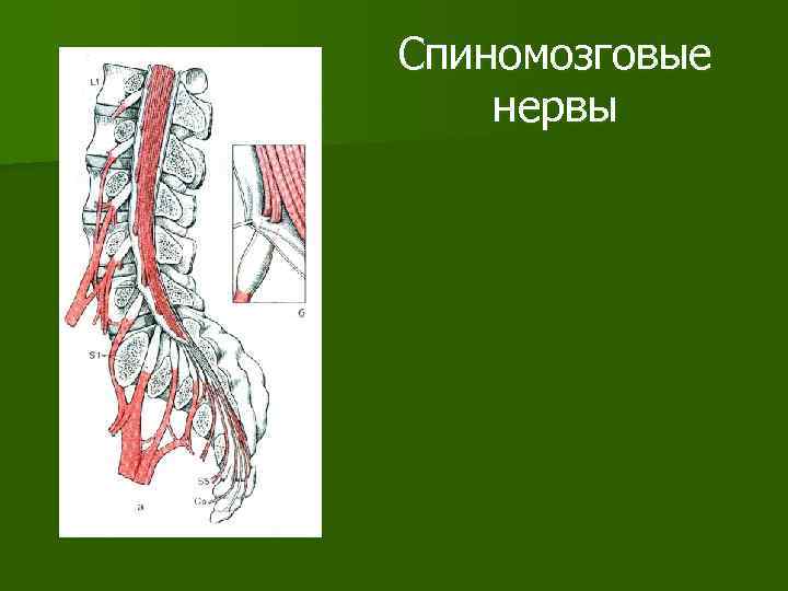 Спиномозговые нервы 