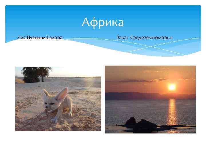Африка Лис Пустыни Сахара Закат Средеземноморья 