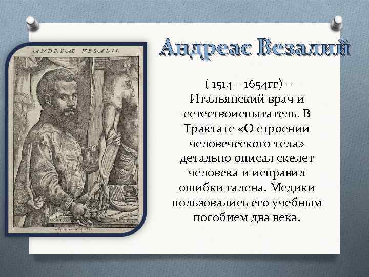 Андреас Везалий ( 1514 – 1654 гг) – Итальянский врач и естествоиспытатель. В Трактате