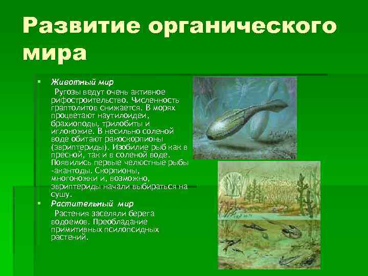 Развитие органического мира § § Животный мир Ругозы ведут очень активное рифостроительство. Численность граптолитов