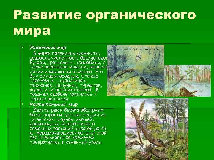 Развитие органического мира § § Животный мир В морях появились аммониты, возросла численность брахиоподов.