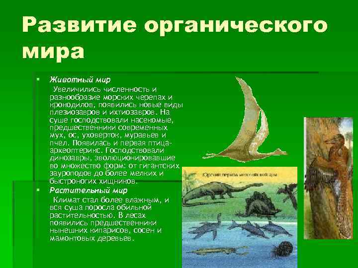Развитие органического мира § § Животный мир Увеличились численность и разнообразие морских черепах и