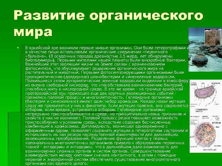 Развитие органического мира § В архейской эре возникли первые живые организмы. Они были гетеротрофами