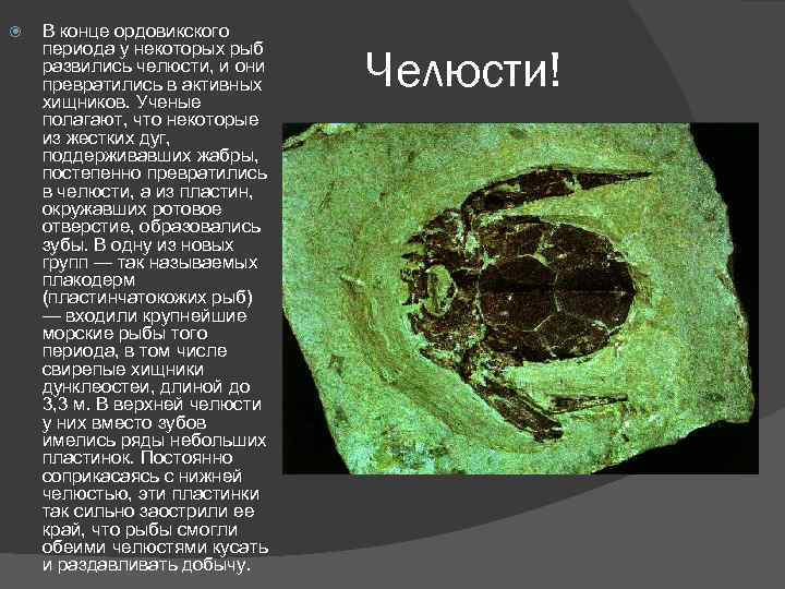  В конце ордовикского периода у некоторых рыб развились челюсти, и они превратились в