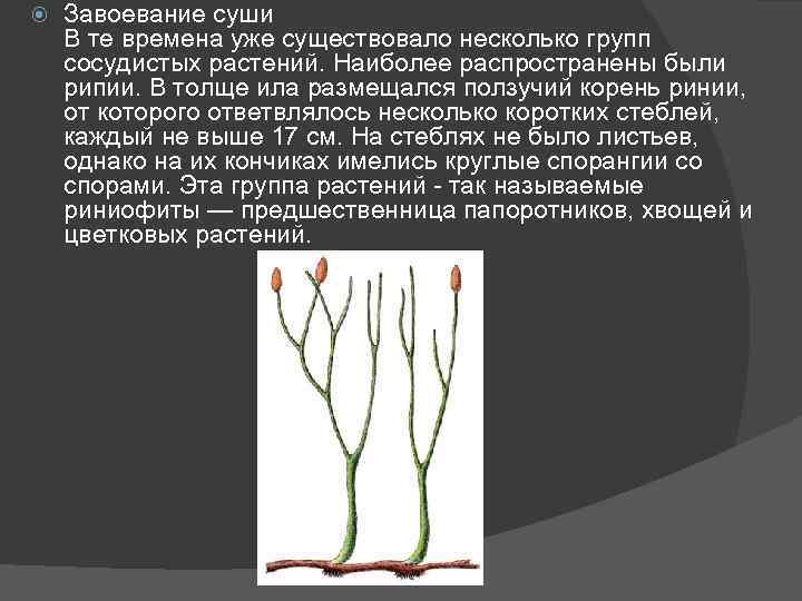  Завоевание суши В те времена уже существовало несколько групп сосудистых растений. Наиболее распространены