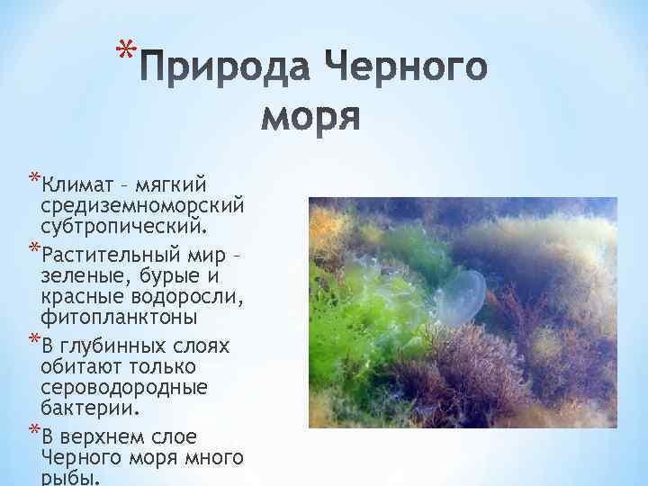 * *Климат – мягкий средиземноморский субтропический. *Растительный мир – зеленые, бурые и красные водоросли,