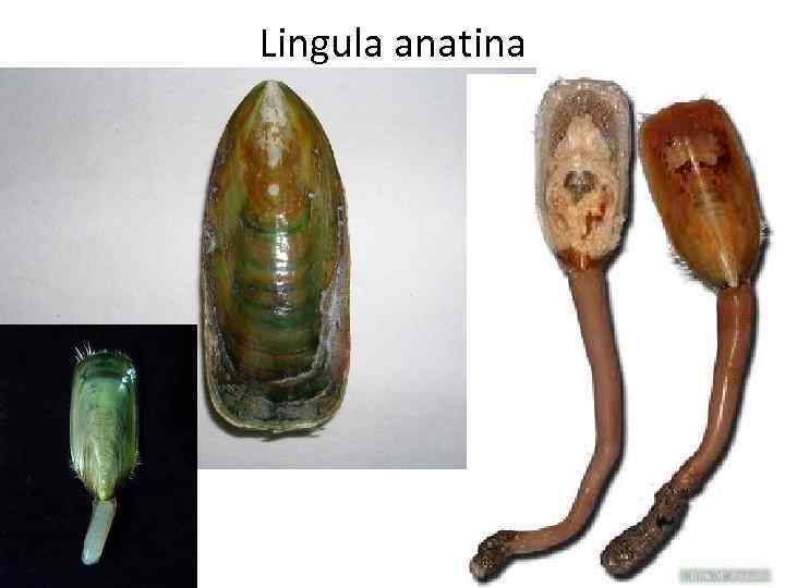 Lingula anatina 