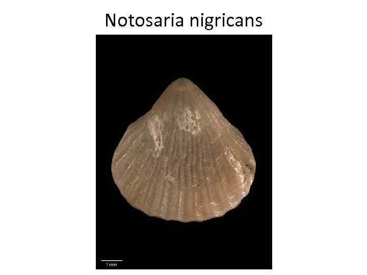 Notosaria nigricans 