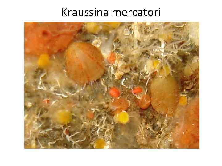 Kraussina mercatori 