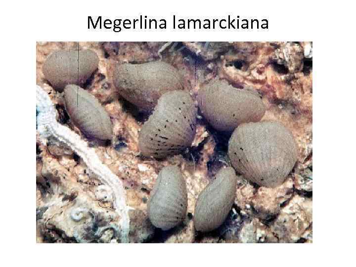 Megerlina lamarckiana 