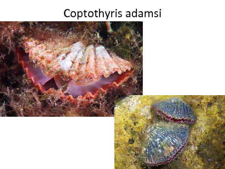 Coptothyris adamsi 