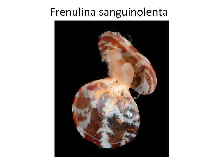 Frenulina sanguinolenta 