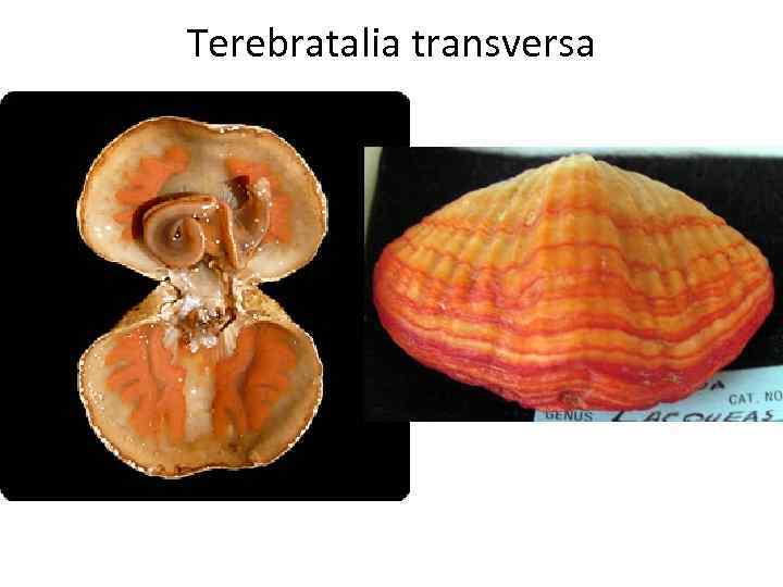 Terebratalia transversa 