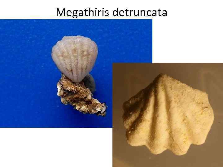 Megathiris detruncata 