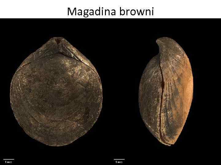 Magadina browni 