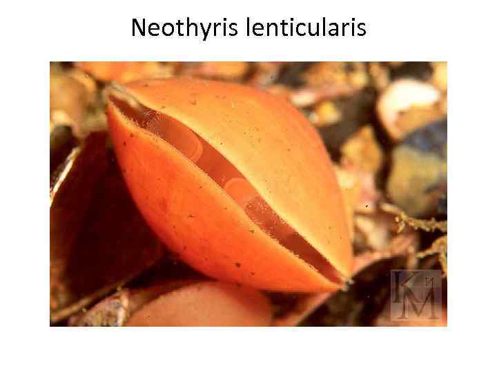 Neothyris lenticularis 