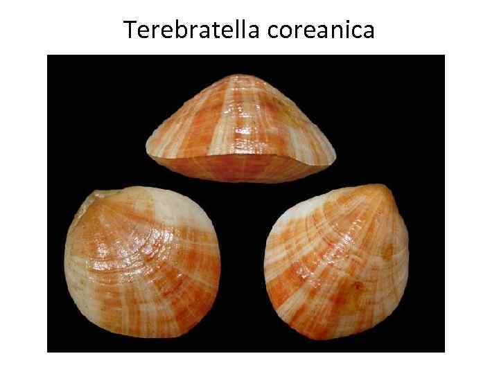 Terebratella coreanica 