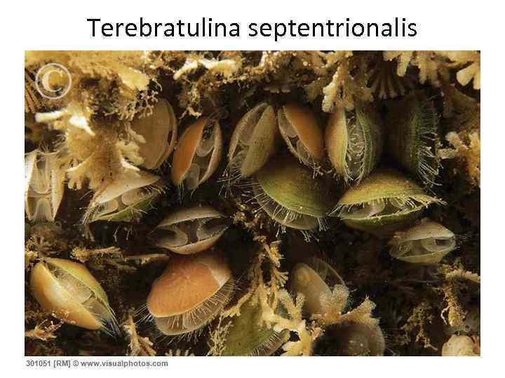 Terebratulina septentrionalis 