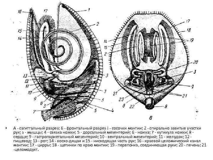  • А сагиттальный разрез; Б фронтальный разрез J сосочки мантии; 2 спирально завитые