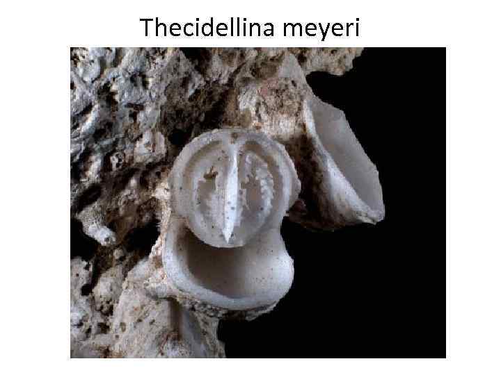 Thecidellina meyeri 