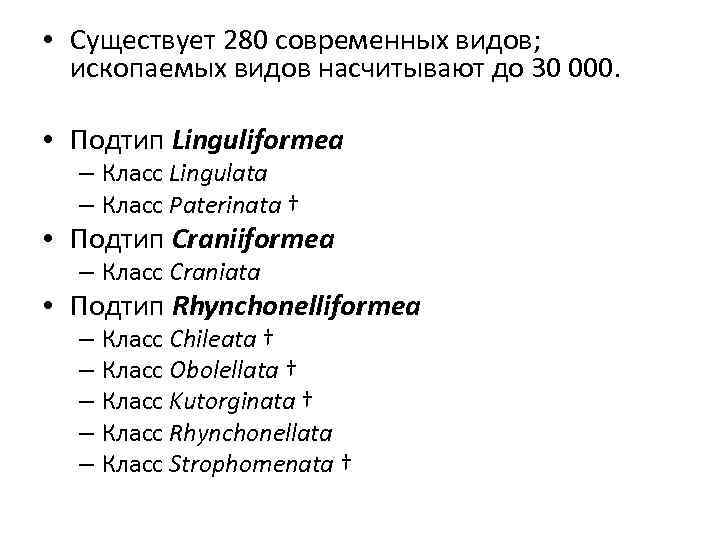  • Существует 280 современных видов; ископаемых видов насчитывают до 30 000. • Подтип