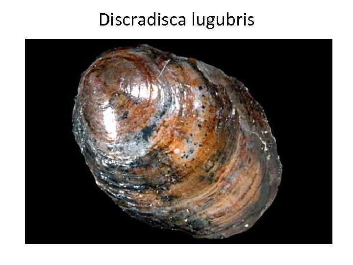 Discradisca lugubris 