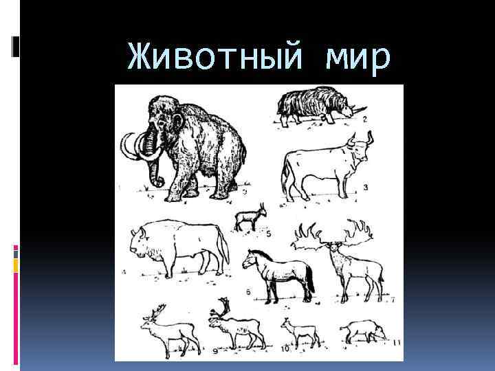 Животный мир 