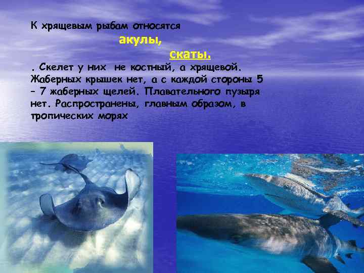 К хрящевым рыбам относятся акулы, скаты. . Скелет у них не костный, а хрящевой.